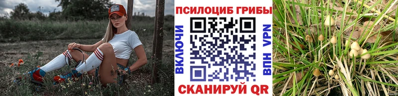 Псилоцибиновые грибы Psilocybe закладки Дзержинский